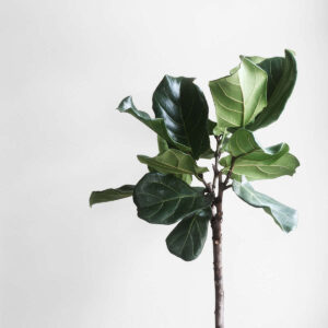 Aperta Vocal Coaching Bundle